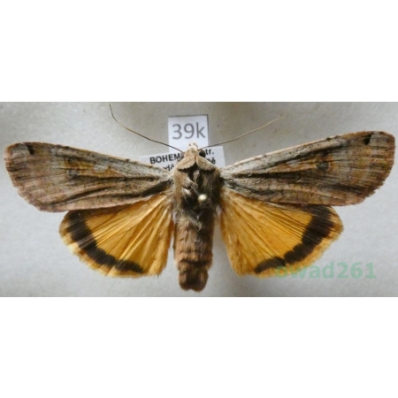 Noctua pronuba (Linnaeus, 1758) Rolnica tasiemka Czech39k